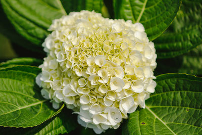 Close-up of white flowering plant