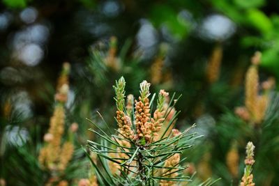 Close-up of flowering plant