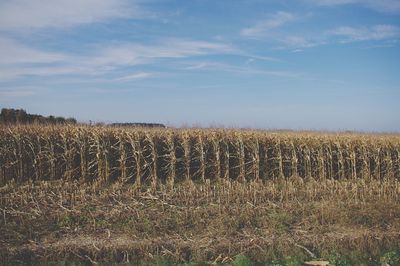 Crops growing on field against sky