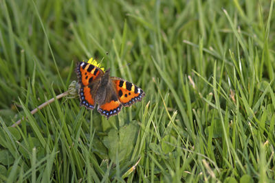 Close-up of butterfly pollinating flower