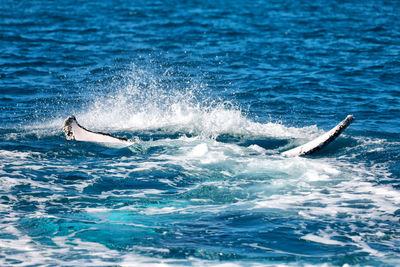 View of whale swimming in sea