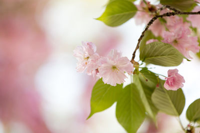Blooming branch of light pink sakura in spring time. close up