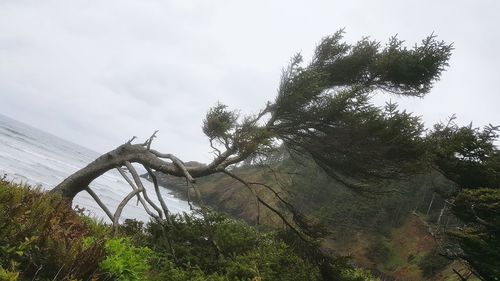 Low angle view of trees against sky