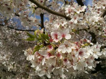 Close-up of apple blossoms in spring