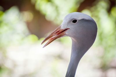 Close-up of bird against blurred background