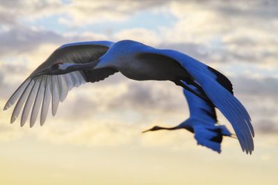 Close-up of bird flying against sky