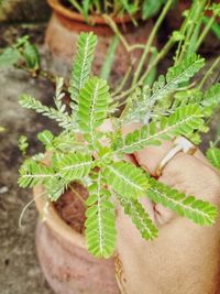 Close-up of hand on plant