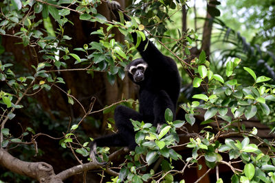 Monkey sitting in a forest