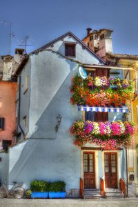 Potted plants outside building