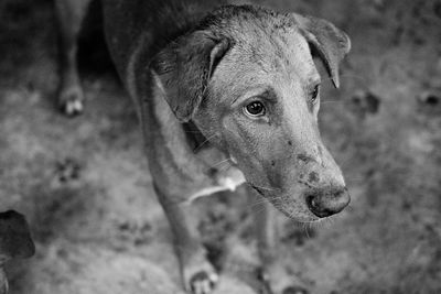 Close-up of dog