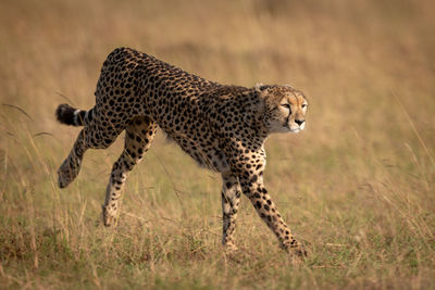 Cheetah running on field