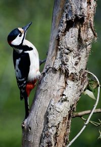 Close-up of bird perching on tree