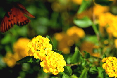 Close-up of yellow daisy blooming outdoors