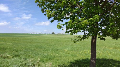 Trees on field against sky