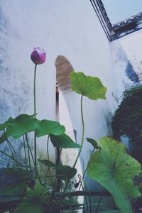 Close-up of pink flowering plant against wall