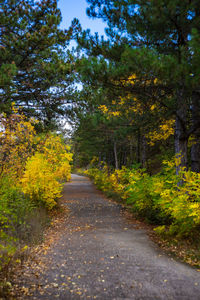 Road amidst trees in forest during autumn