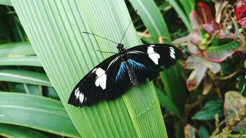 Close-up of butterfly on leaf