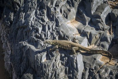 High angle view of lizard on rock