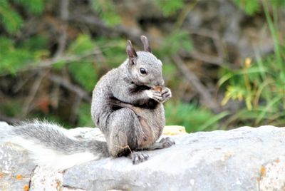 Squirrel sitting on rock