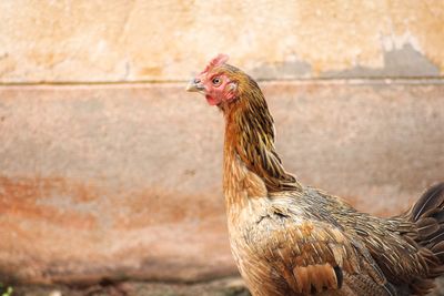 Close-up of bird perching against wall