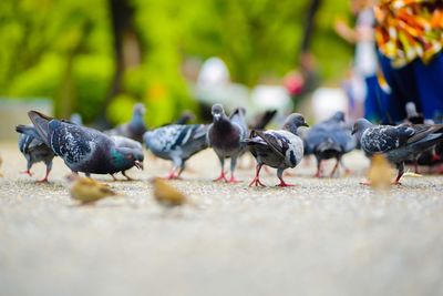 Pigeons in water