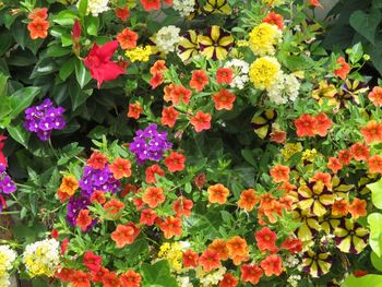 Flowers blooming on plant