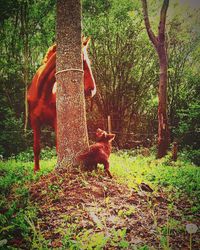 View of giraffe in forest