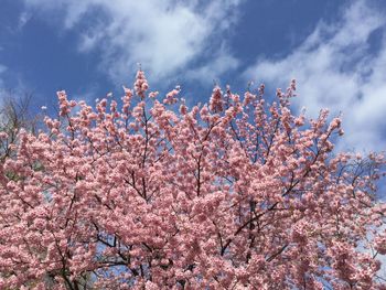 Low angle view of pink cherry blossoms against sky