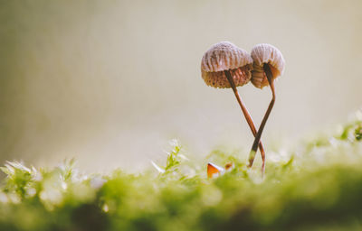 Close-up of mushroom