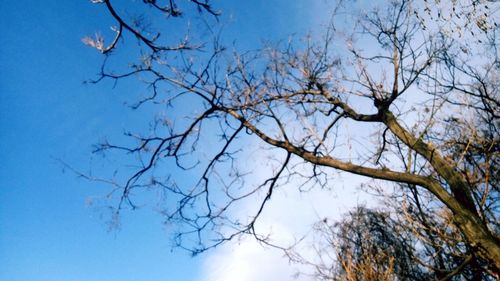 Low angle view of bare tree against blue sky