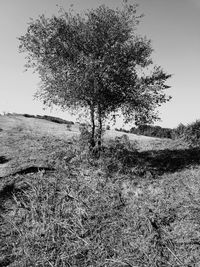 Tree on field against clear sky