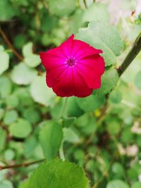 Close-up of red flowering plant