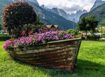 Flower plants growing on field by mountains