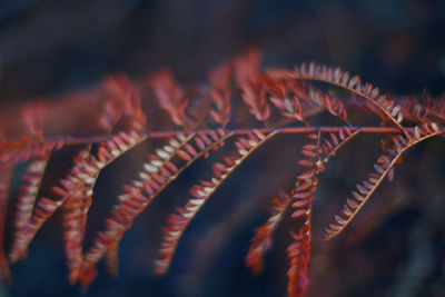 Close-up of fern outdoors
