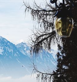 Snow on plant against sky