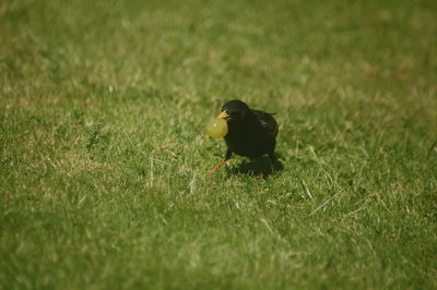 Bird perching on a field