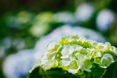 Close-up of white flowering plant