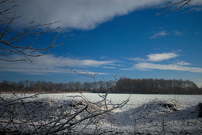 Bare trees on snow covered land against sky