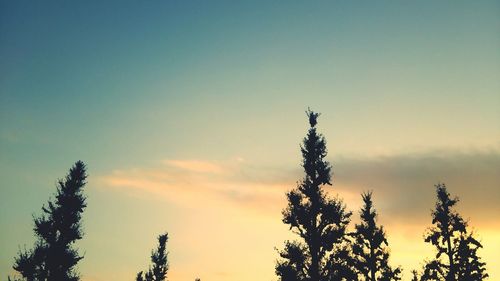 Low angle view of trees against sky