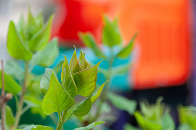 Close-up of red flowering plant