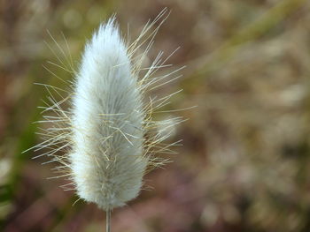Close-up of white flower