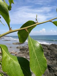 Close-up of fresh green plants against sky