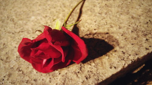 Close-up of red flowers