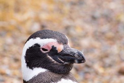 Close-up of bird