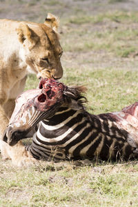 Lion eating zebra