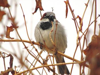 Low angle view of house sparrow perching on plant