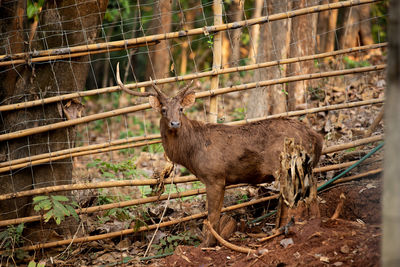 Deer standing in a field