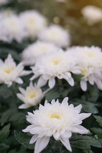 Close-up of white flowering plant