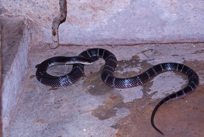 High angle view of snake in zoo