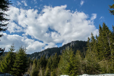 Low angle view of pine trees against sky